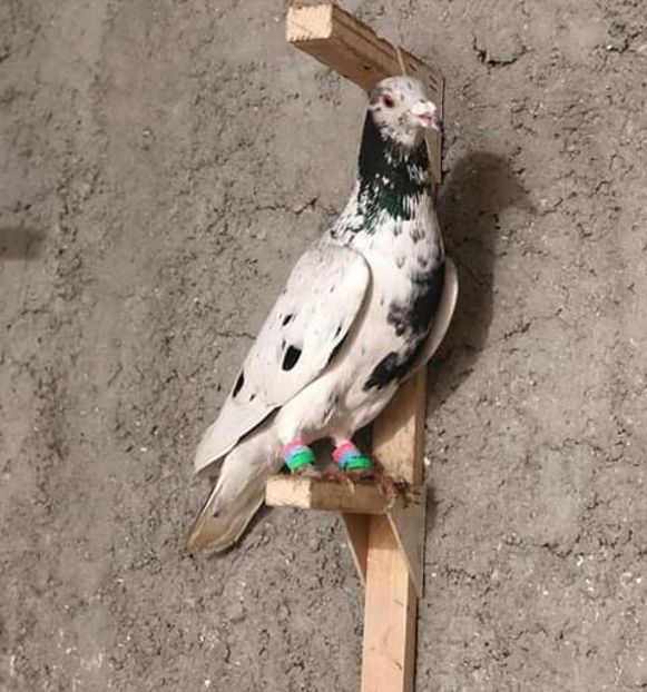  - NU AMI APARTIN 2020