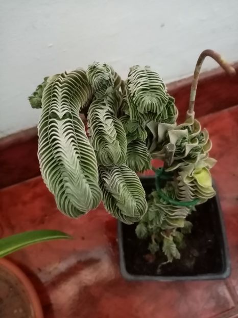 Crasula Budda - Februarie 2020