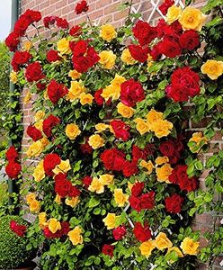 Trandafir Golden Showers - De vanzare Trandafiri urcatori