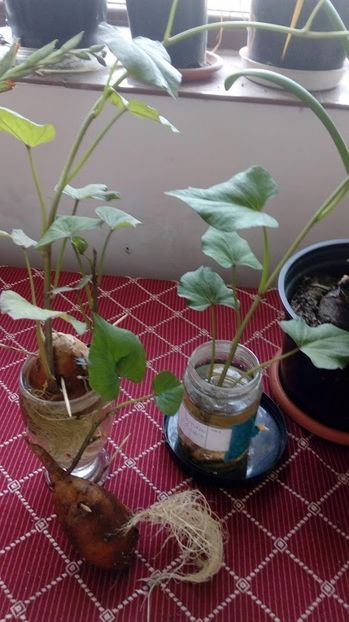 Cartof Dulce-Ipomoea batatas 1.07.2019 - Cartof Dulce Ipomoea batatas experiment