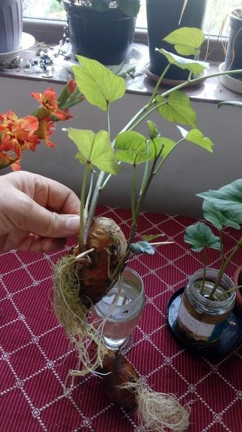 Cartof Dulce-Ipomoea batatas 1.07.2019 - Cartof Dulce Ipomoea batatas experiment