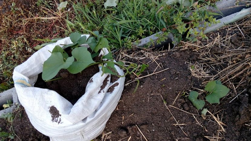 Cartof Dulce-Ipomoea batatas in 24.07.2019 , primi lastari plantati in sac de iuta,altii pe o parcel - Cartof Dulce Ipomoea batatas experiment
