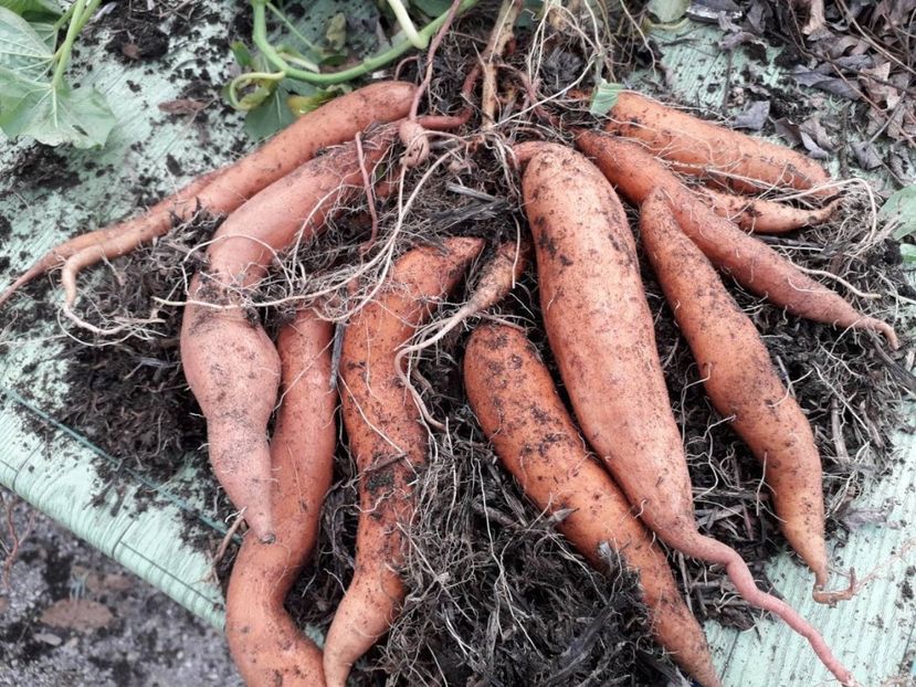 Cartof Dulce-Ipomoea batatas rezultat dintr-un lastar plantat intr-un sac de iuta in 13.08.2019 si r - Cartof Dulce Ipomoea batatas experiment