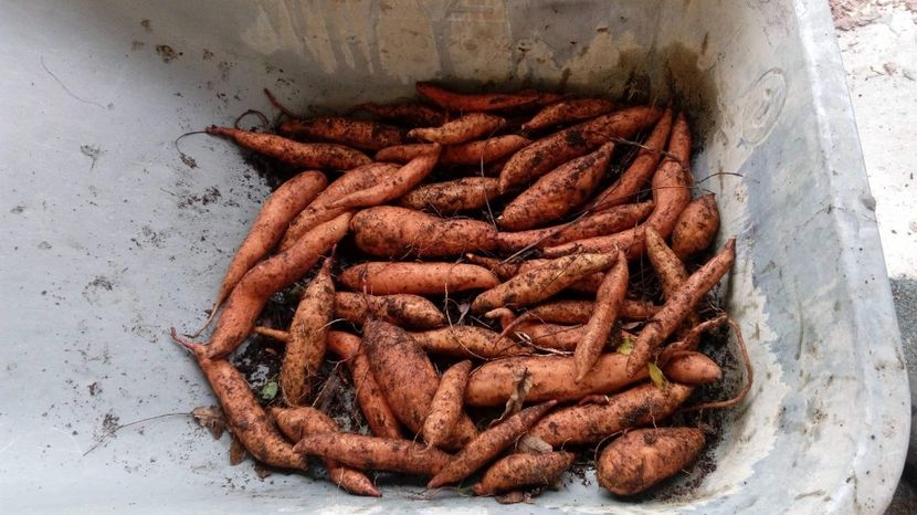 Acum doua saptamani am scos cartofii dulci din toate cuiburile si a rezultat o productie frumusica,n - Cartof Dulce Ipomoea batatas experiment