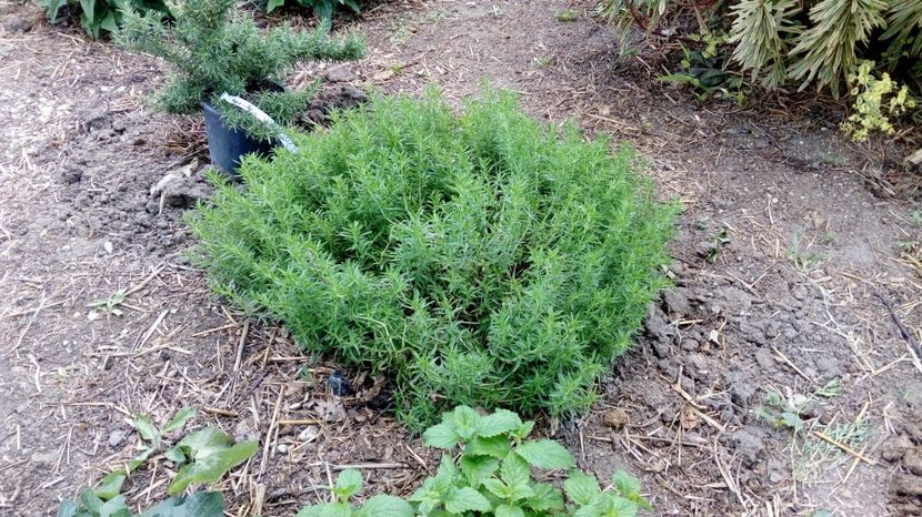 Cimbru peren ,vesnic verde - Gradina Magura 2018