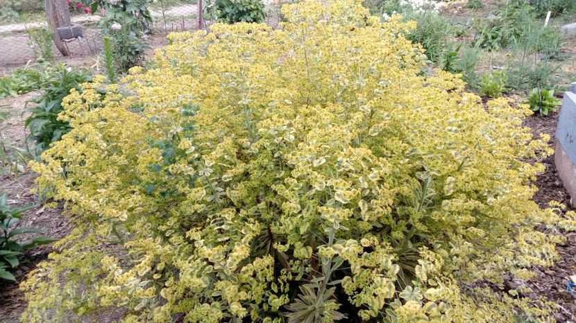 Euphorbia Ascot Rainbow inflorita - Gradina Magura 2018