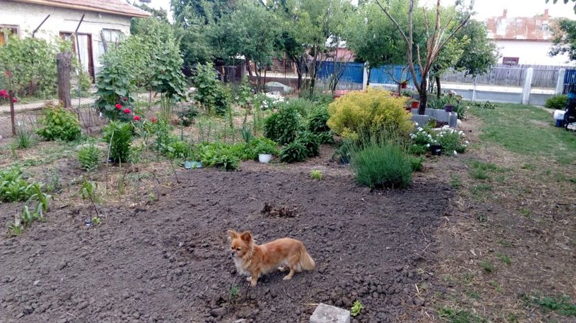 Sufletel inspecteaza ... - Gradina Magura 2018