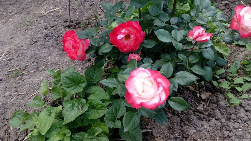  - Gradina Magura 2018