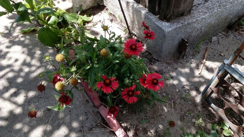  - Gradina Magura 2018