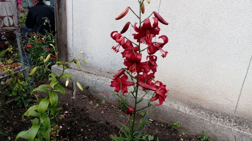  - Gradina Magura 2018