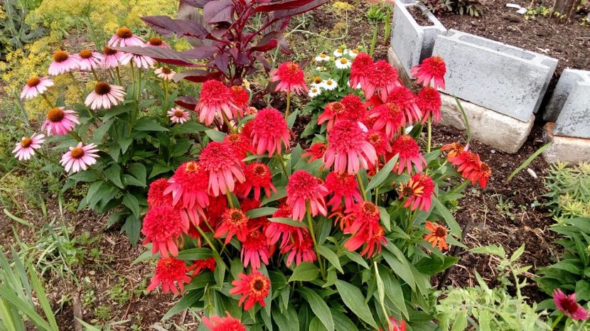  - Gradina Magura 2018