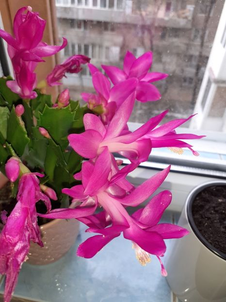  - Schlumbergera