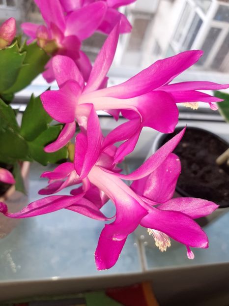  - Schlumbergera