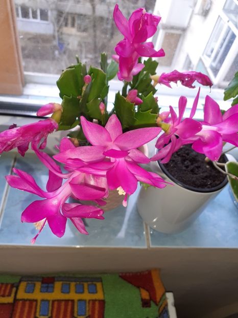  - Schlumbergera