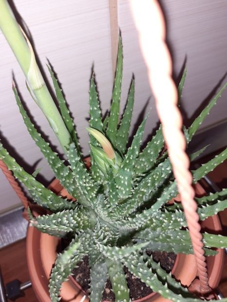  - Aloe