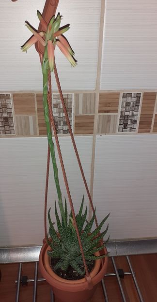  - Aloe
