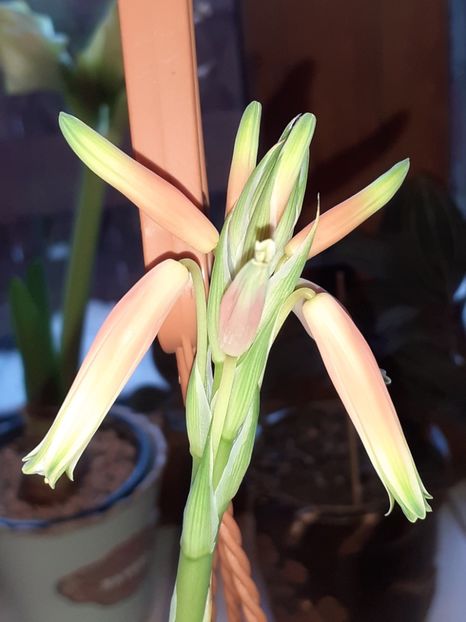 - Aloe