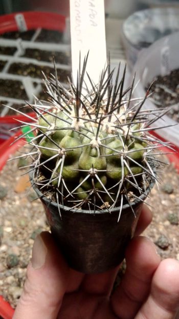 C. calderana subs. atacamensis - -calderana