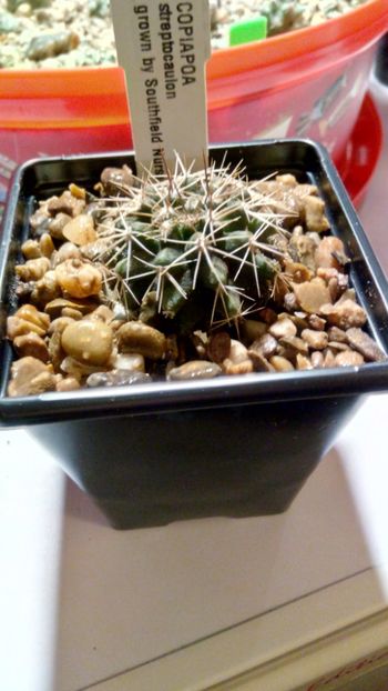 C. marginata (sin.streptocaulon) - -marginata