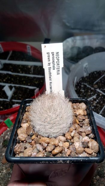 N. gerocephala - Neoporteria ---eriosyce