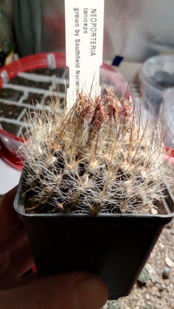 N. laniceps - Neoporteria ---eriosyce