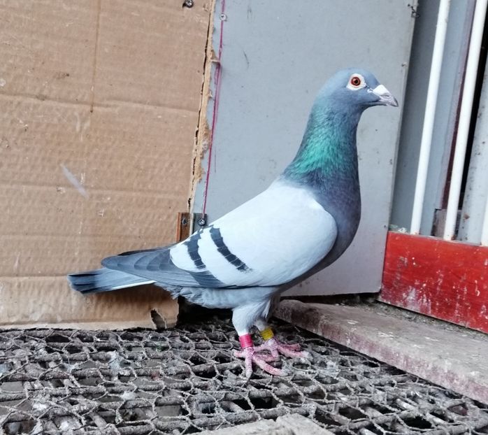 Fiu "Apasa" - Apostu Catalin - Pui-Frati cu top national