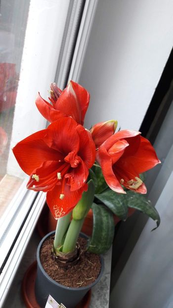 received_409045583172215 - Amaryllis