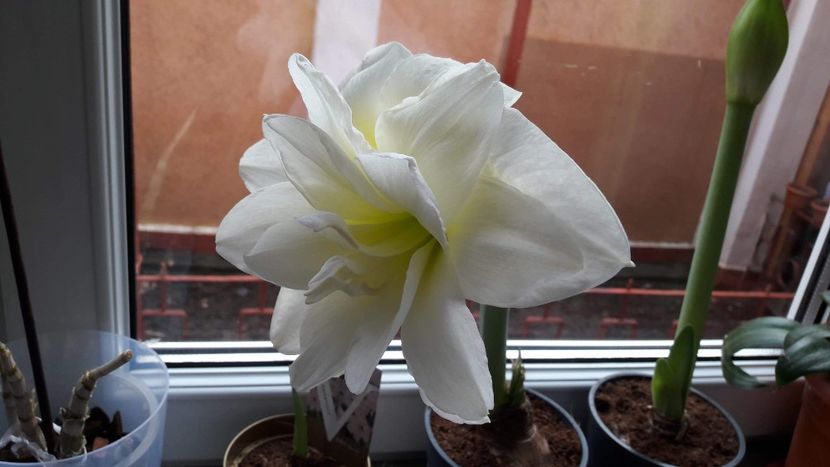 received_2159590157437644 - Amaryllis