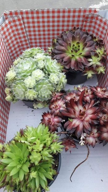 received_407458006774481 - Sempervivum