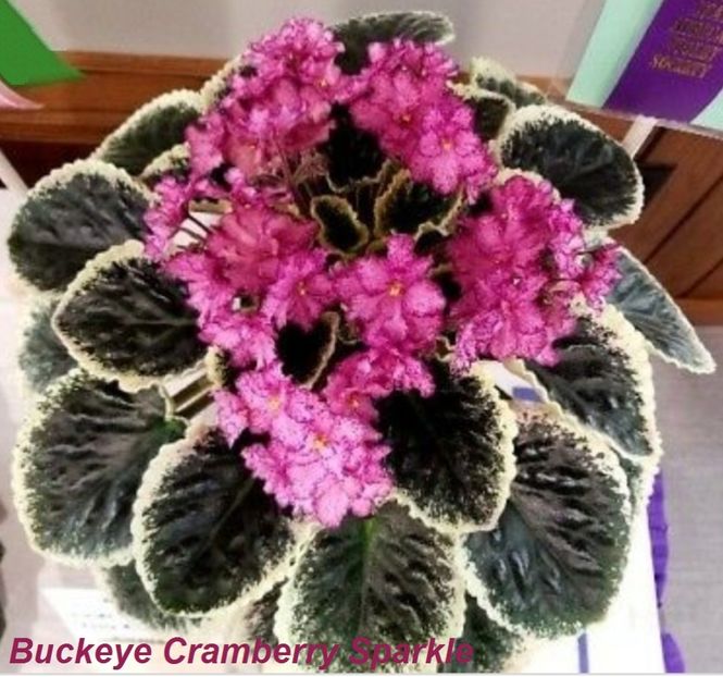 Poza net - Buckeye Cranberry Sparkle