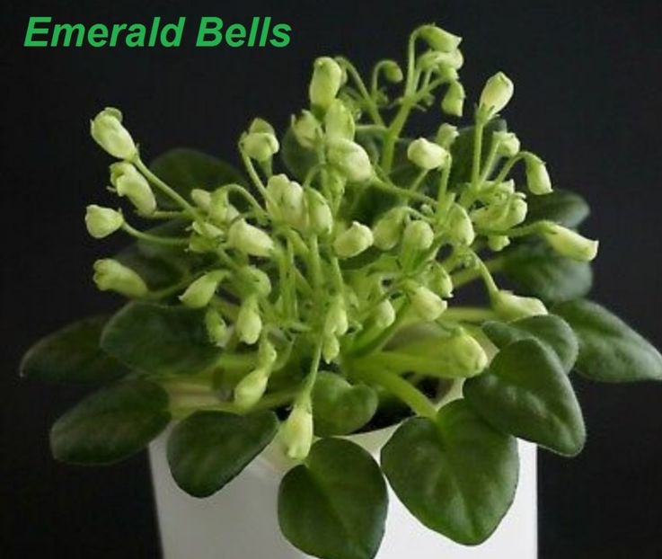 Poza net - Emerald Bells