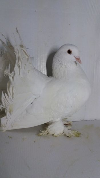 F 2019 vanduta - De vanzare voltati
