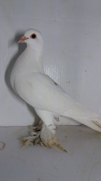 F 2019 - Por tapalagosi