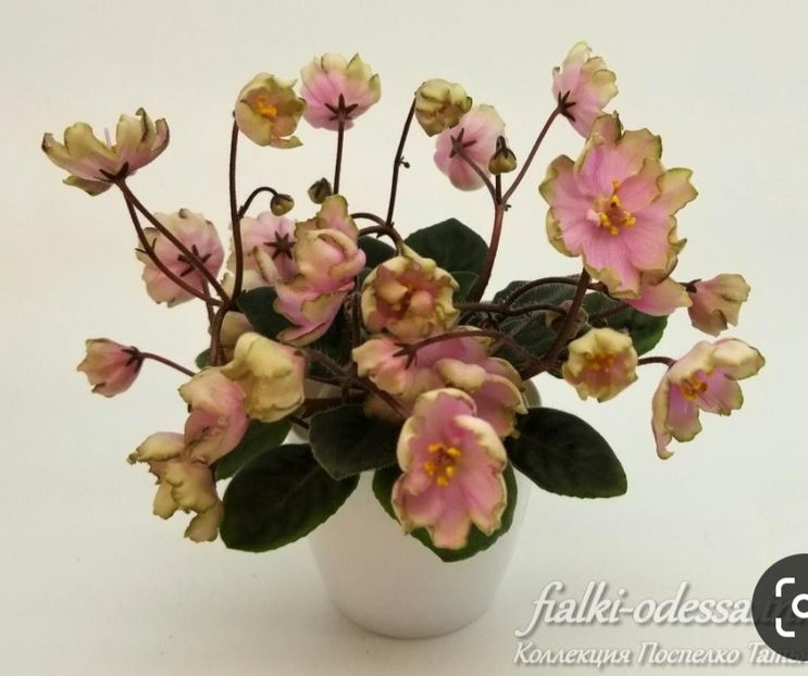 Poza net - LE Pink Muscat