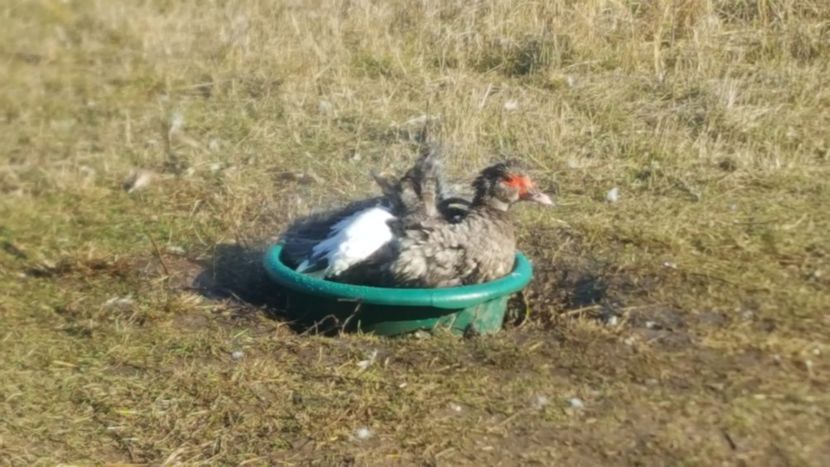  - 0001 rate lesesti matca 2020 lot 2