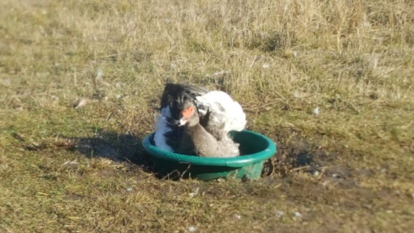  - 0001 rate lesesti matca 2020 lot 2