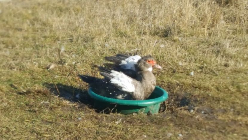  - 0001 rate lesesti matca 2020 lot 2