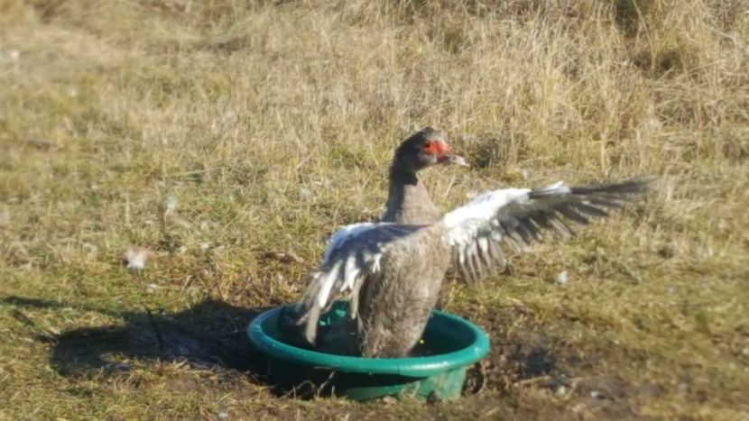  - 0001 rate lesesti matca 2020 lot 2