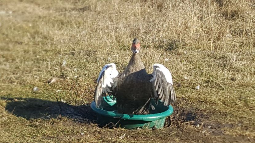  - 0001 rate lesesti matca 2020 lot 2