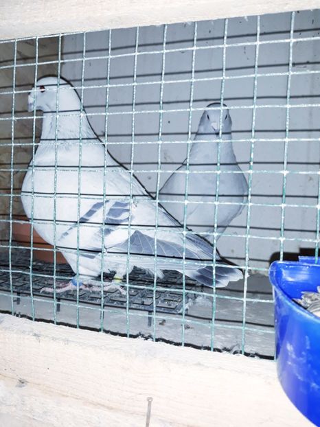  - MATCA PE BOXE