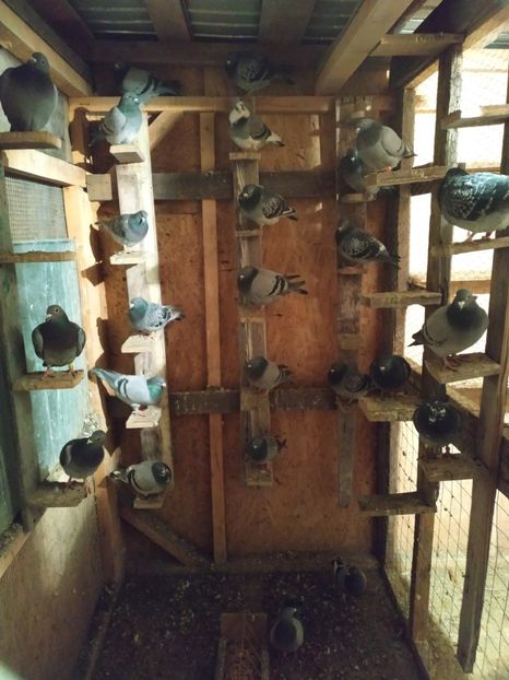  - Porumbeii de matca voliera veche