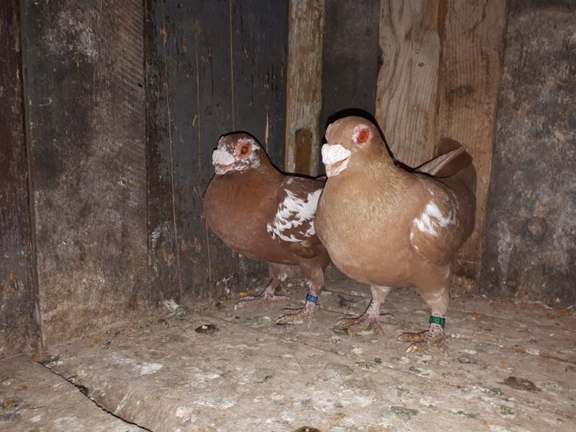  - J _ carunculați 2020