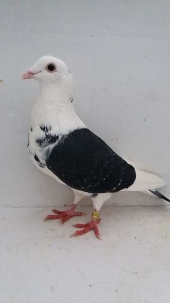 M 2019 vandut - De! voiajori vanduti