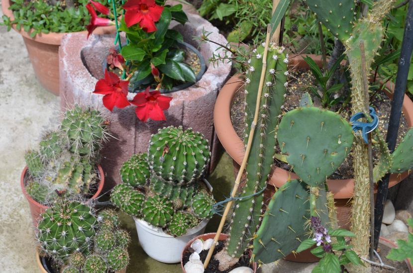  - suculente si cactusi