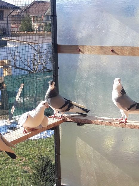  - porumbei galateni pe vanat