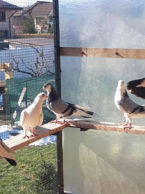  - porumbei galateni pe vanat