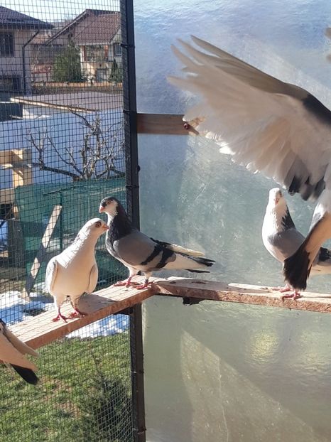  - porumbei galateni pe vanat