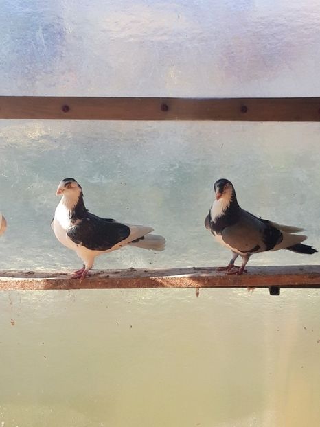  - porumbei galateni pe vanat