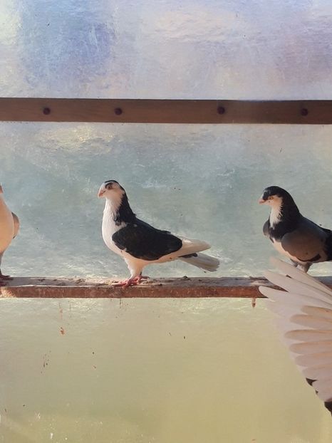  - porumbei galateni pe vanat