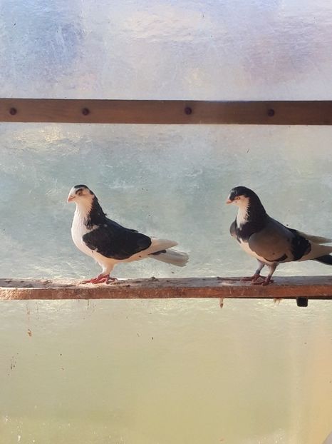  - porumbei galateni pe vanat